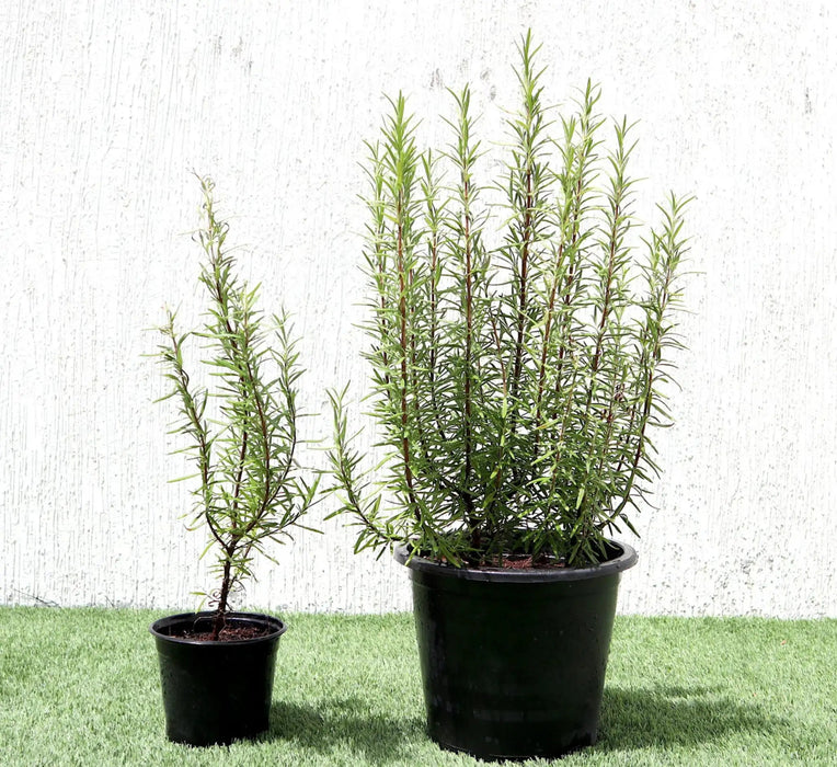 Rosmarinus Officialis or Rosemary Herb - Greensouq - 