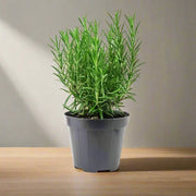 Rosmarinus Officialis or Rosemary Herb - Greensouq - 
