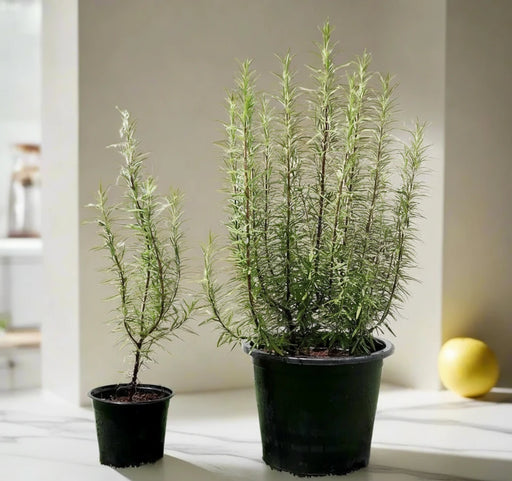 Rosmarinus Officialis or Rosemary Herb - Greensouq - 
