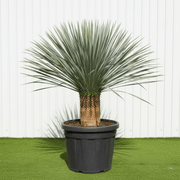 Rostrata Yucca | Dubai Gardens Blue Beauty! - Greensouq - 