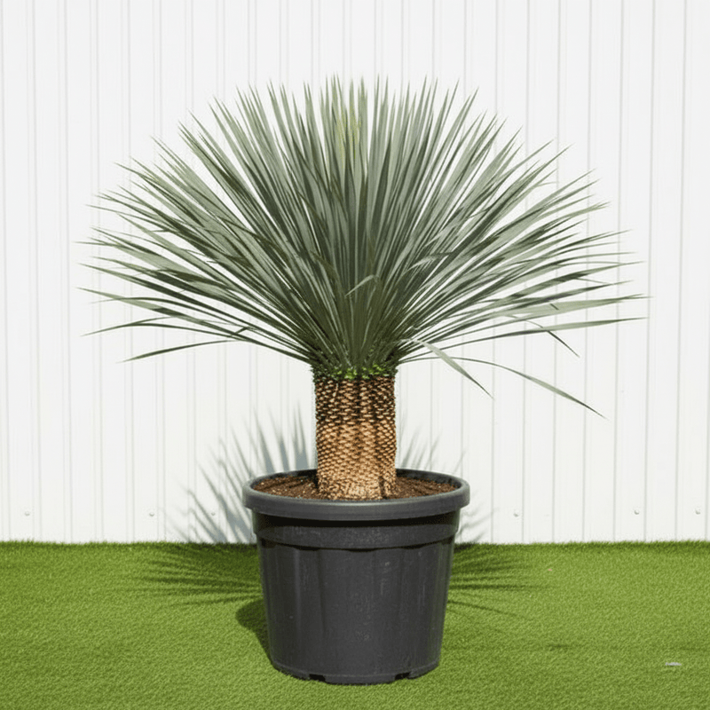Rostrata Yucca | Dubai Gardens Blue Beauty! - Greensouq - 