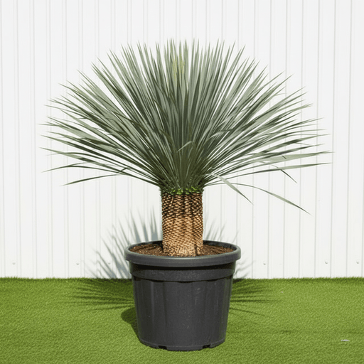 Rostrata Yucca | Dubai Gardens Blue Beauty! - Greensouq - 