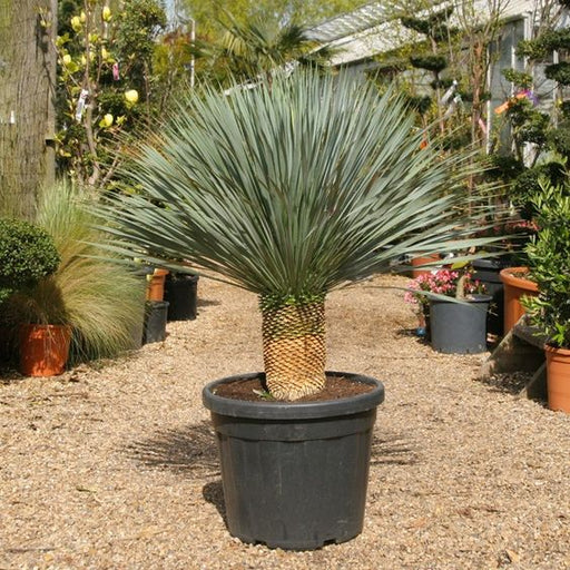 Rostrata Yucca | Dubai Gardens Blue Beauty! - Greensouq - 