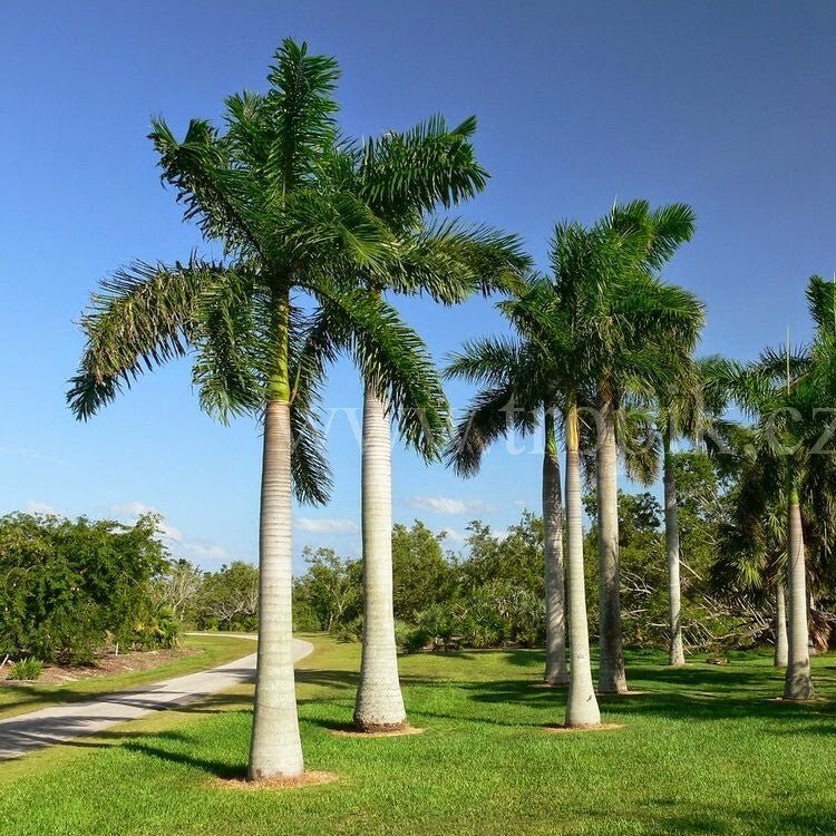 royal palm plant images Royal Palm Tree - Roystonia Regia