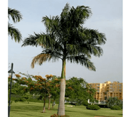Roystonia Regia "Royal Palm" النخيل الملكي - Greensouq - 
