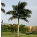 Roystonia Regia "Royal Palm" النخيل الملكي - Greensouq - 