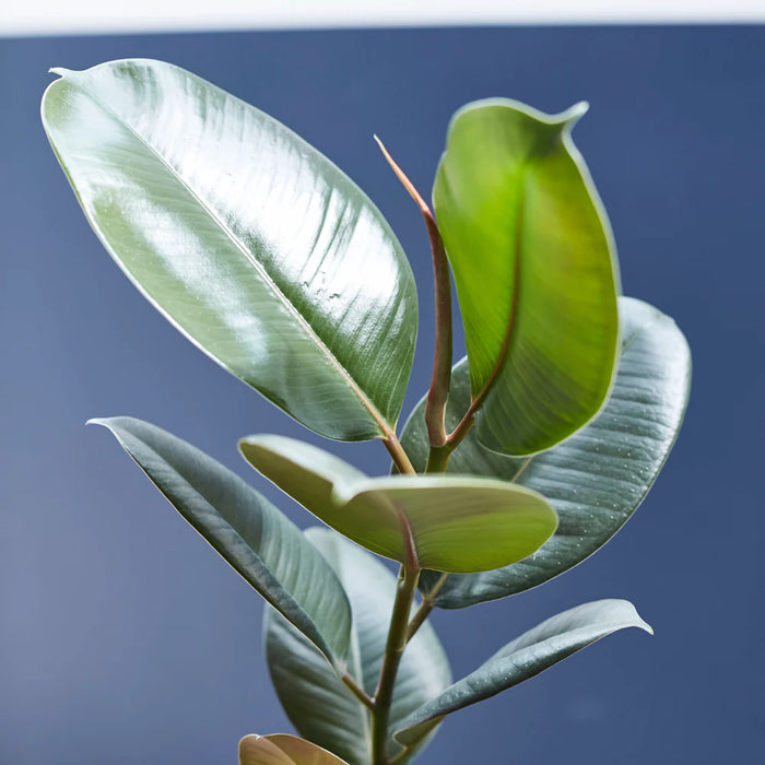 Ficus elastic Abidjan 30 – 40cm