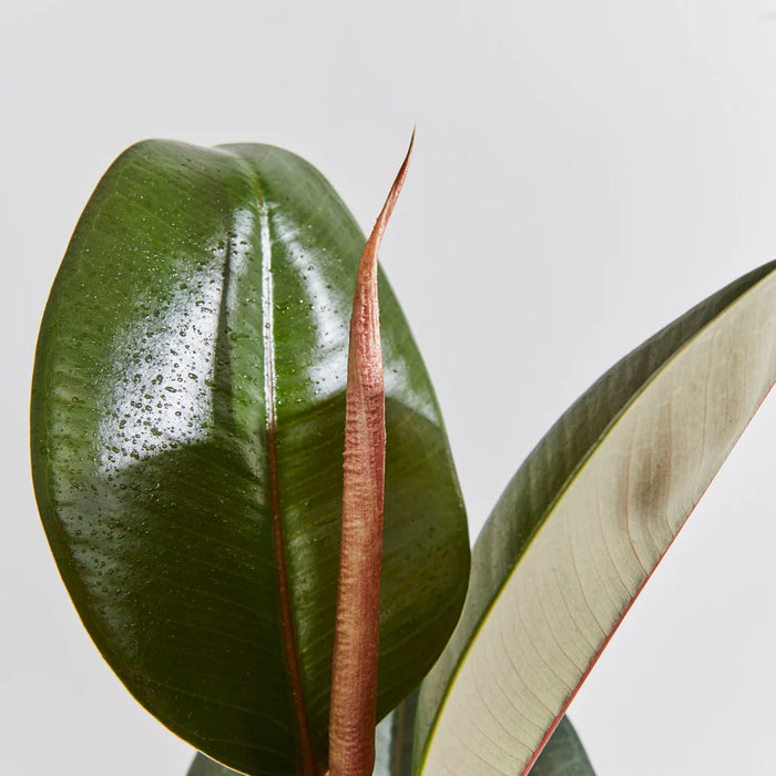 Ficus elastic Abidjan 30 – 40cm