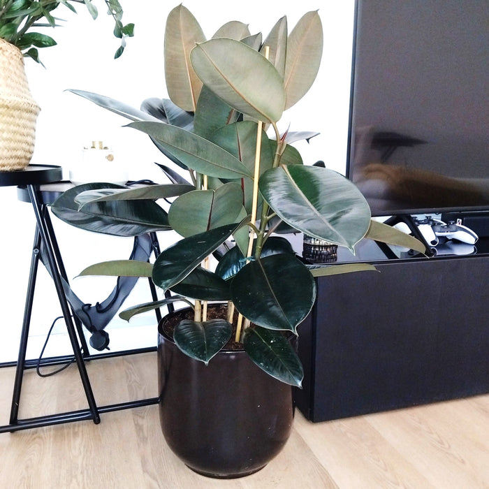 rubber plant in black ceramic pot