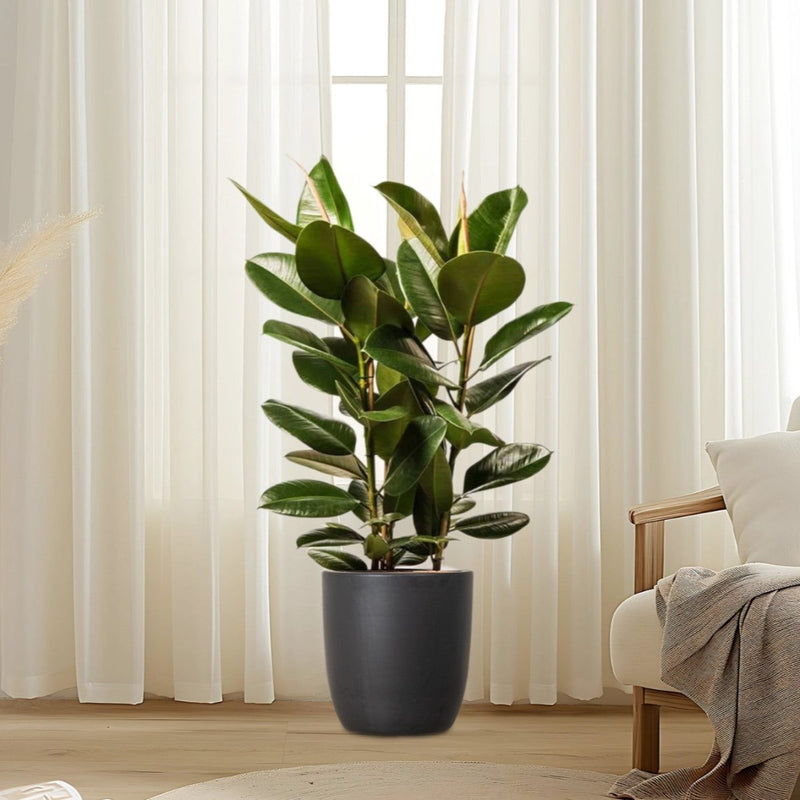 Rubber Plant In Black Ceramic Pot (Holland) 80 - 100cm - Greensouq - 