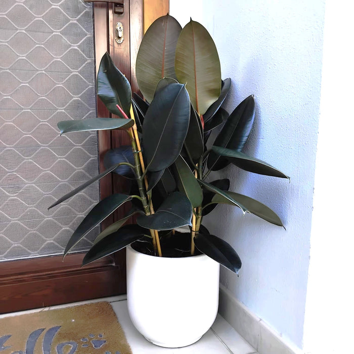 rubber plant in white ceramic pot
