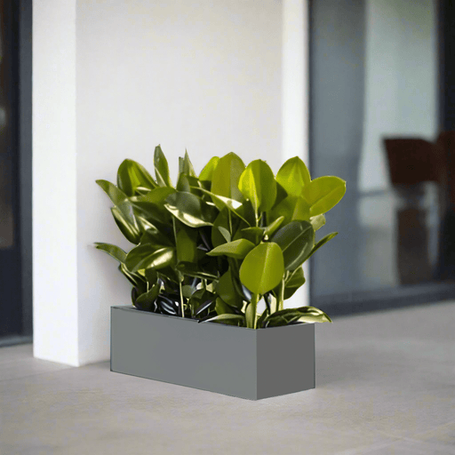 Rubber Plant Indoor or Ficus Elastica Trio in Rectangular Fiber Glass Planter (GRP) (90x30x30cm) - Greensouq - 