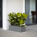 Rubber Plant Indoor or Ficus Elastica Trio in Rectangular Fiber Glass Planter (GRP) (90x30x30cm) - Greensouq - 