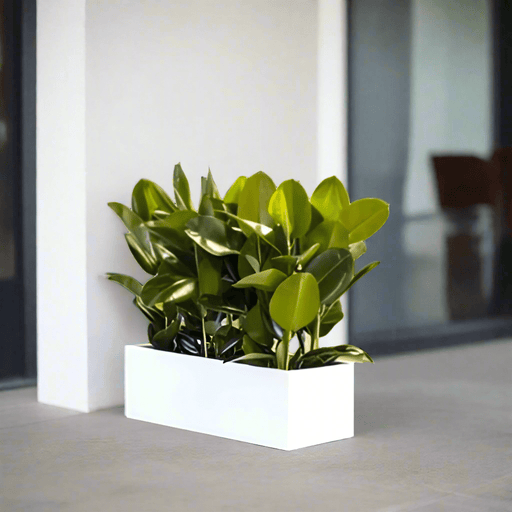 Rubber Plant Indoor or Ficus Elastica Trio in Rectangular Fiber Glass Planter (GRP) (90x30x30cm) - Greensouq - 