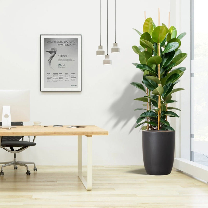 Rubber Plant Tall 3pp 1.2 to 1.5 Office Plant (Holland) - Greensouq - 