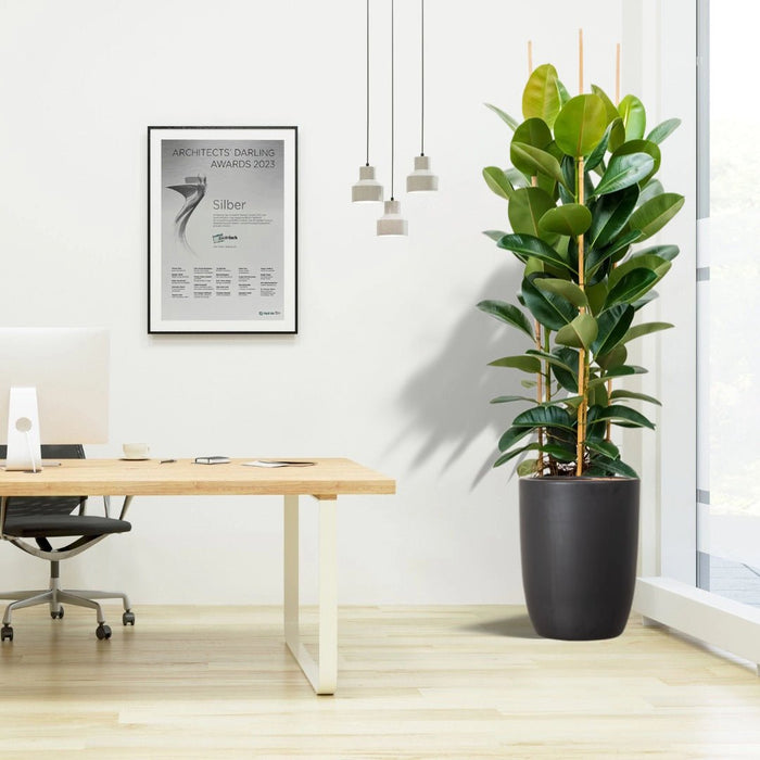 Rubber Plant Tall 3pp 1.2 to 1.5 Office Plant (Holland) - Greensouq - 