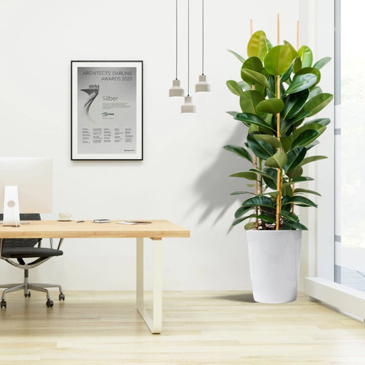 Rubber Plant Tall 3pp 1.2 to 1.5 Office Plant (Holland) - Greensouq - 
