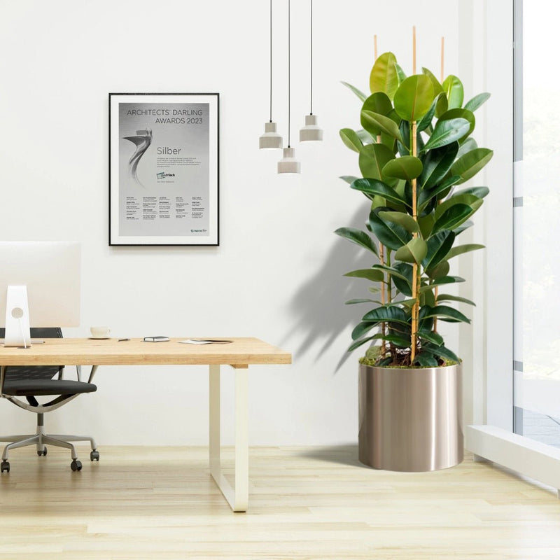 rubber plant height indoor Rubber Plant Tall 3pp 1.2 to 1.5 Office Plant (Holland) — Greensouq