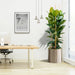 Rubber Plant Tall 3pp 1.2 to 1.5 Office Plant (Holland) - Greensouq - 