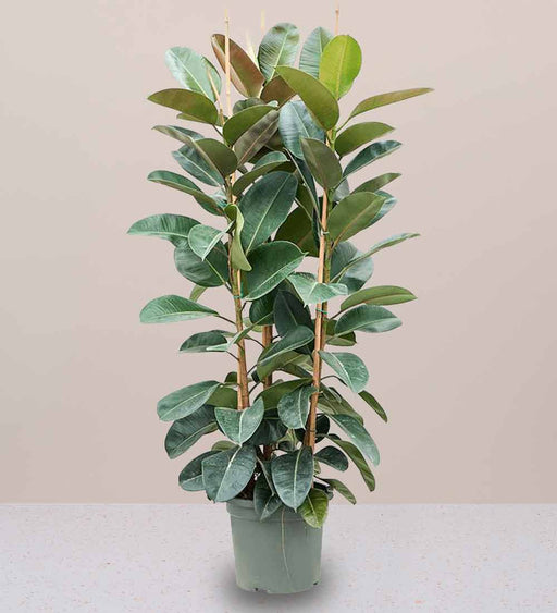 Rubber Plant Tall 3pp 1.2 to 1.5m - Greensouq - 