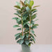 Rubber Plant Tall 3pp 1.2 to 1.5m - Greensouq - 