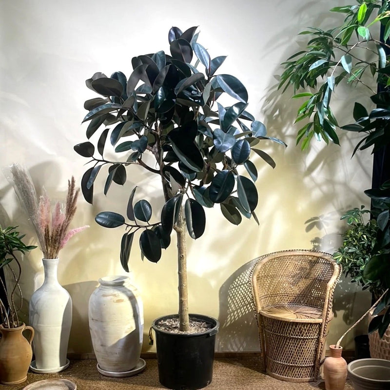 Rubber Tree (Ficus elastica) | 1.5 – 1.8 Meters - Greensouq - 