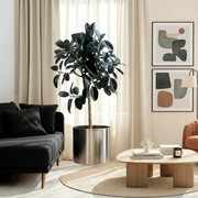 Rubber Tree (Ficus elastica) | 1.5 – 1.8 Meters in stainless steel pot 40x40 - Greensouq - 