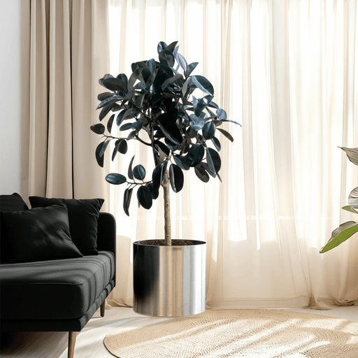 Rubber Tree (Ficus elastica) | 1.5 – 1.8 Meters in stainless steel pot 40x40 - Greensouq - 