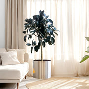 Rubber Tree (Ficus elastica) | 1.5 – 1.8 Meters in stainless steel pot 40x40 - Greensouq - 