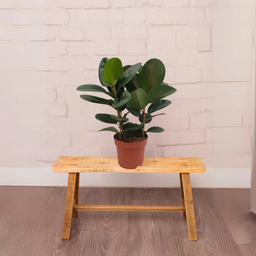 rubber tree greensouq