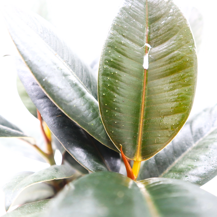 Ficus Elastica “Abidjan” (Rubber Plant – Holland 3pp) – 30cm