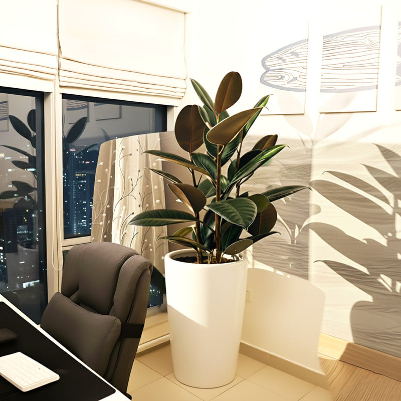 Ficus Elastica "Abidjan" or Rubber Plant (Holland)  80 - 100cm