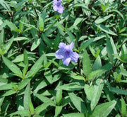 Ruellia Ciliosa or Wild Petunia - Greensouq - 