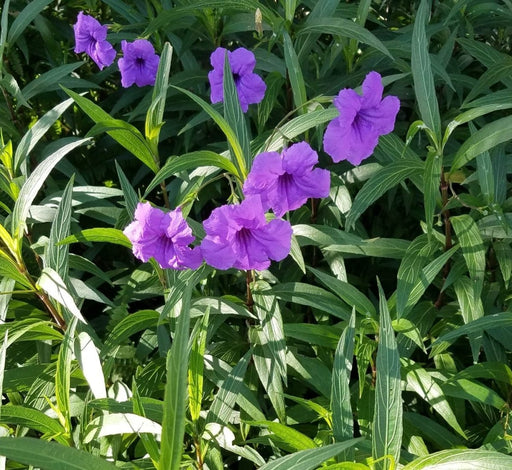 Ruellia Ciliosa "Wild Petunia" 6Ltr Pot - Greensouq - 