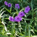 Ruellia Ciliosa "Wild Petunia" 6Ltr Pot - Greensouq - 