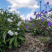 Ruellia Ciliosa "Wild Petunia" 6Ltr Pot - Greensouq - 