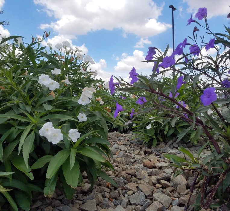 Ruellia Ciliosa "Wild Petunia" 6Ltr Pot - Greensouq - 