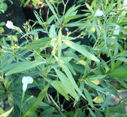 Ruellia Ciliosa "Wild Petunia" 6Ltr Pot - Greensouq - 
