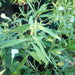 Ruellia Ciliosa "Wild Petunia" 6Ltr Pot - Greensouq - 