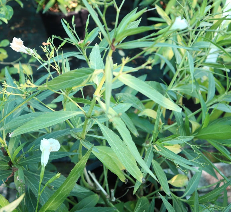 Ruellia Ciliosa "Wild Petunia" 6Ltr Pot - Greensouq - 
