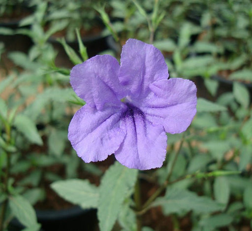 Ruellia Ciliosa "Wild Petunia" 6Ltr Pot - Greensouq - 