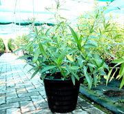 Ruellia Ciliosa "Wild Petunia" 6Ltr Pot - Greensouq - 