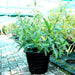 Ruellia Ciliosa "Wild Petunia" 6Ltr Pot - Greensouq - 