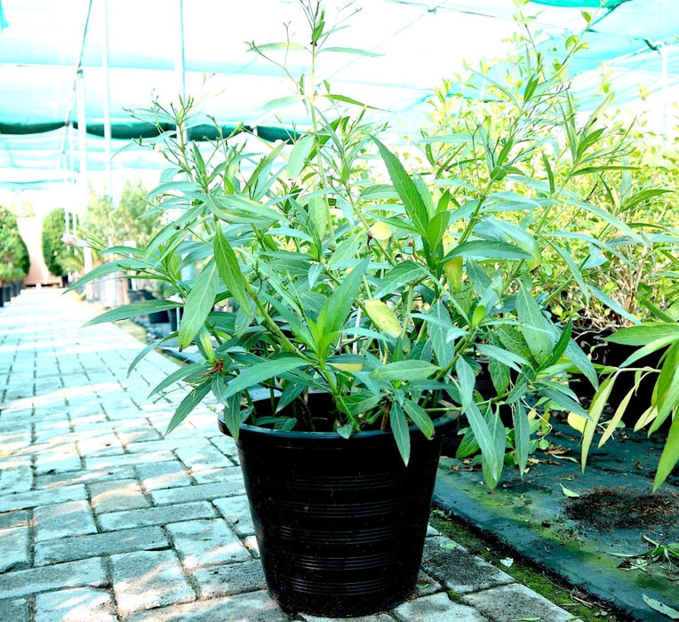 Ruellia Ciliosa "Wild Petunia" 6Ltr Pot - Greensouq - 