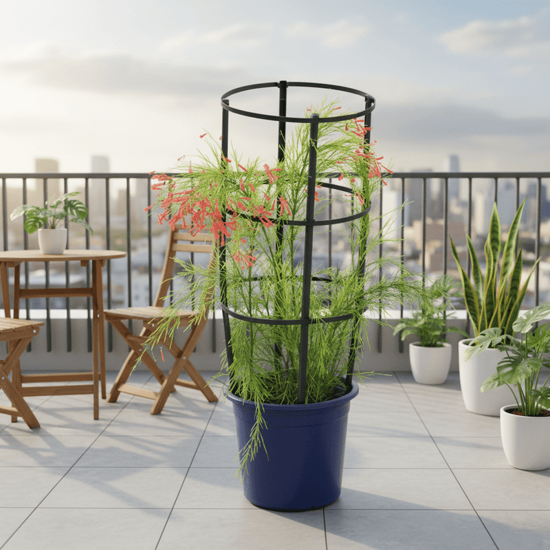 Russelia Equisetiformis "Coral Plant, Firecracker Plant" 0.6 - 0.8 - Greensouq - 