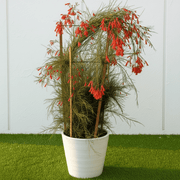 Russelia Equisetiformis "Coral Plant - Firecracker Plant" (0.6 - 0.8) | Dubai Garden Glory! - Greensouq - 