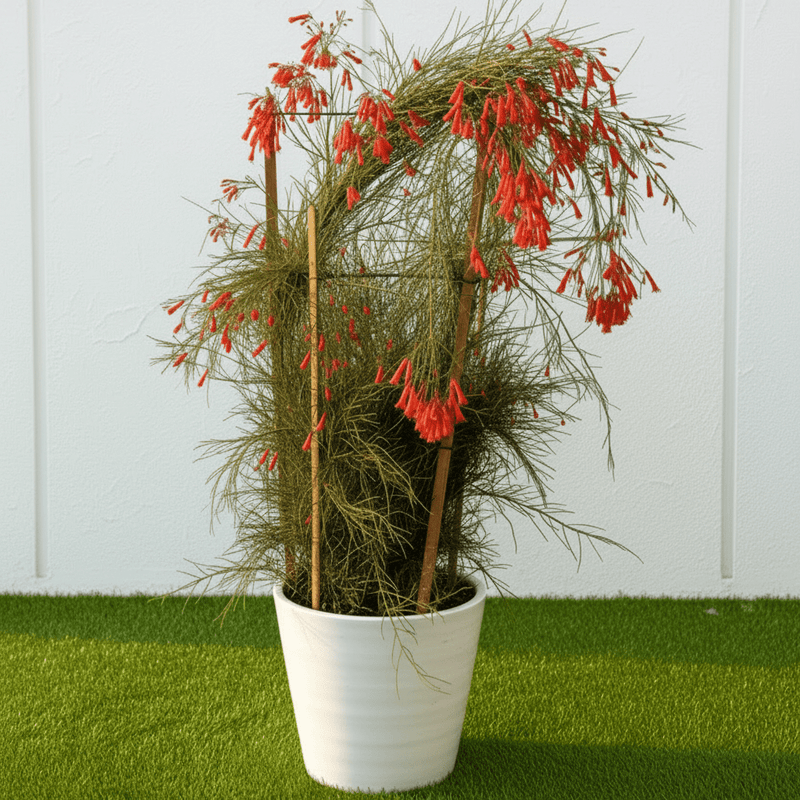 Russelia Equisetiformis "Coral Plant - Firecracker Plant" (0.6 - 0.8) | Dubai Garden Glory! - Greensouq - 