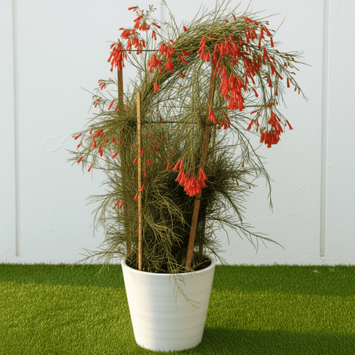 Russelia Equisetiformis "Coral Plant - Firecracker Plant" (0.6 - 0.8) | Dubai Garden Glory! - Greensouq - 