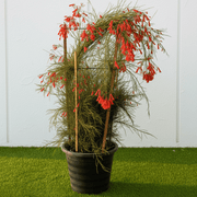 Russelia Equisetiformis "Coral Plant - Firecracker Plant" (0.6 - 0.8) | Dubai Garden Glory! - Greensouq - 