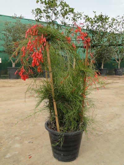 Russelia Equisetiformis "Coral Plant, Firecracker Plant" 0.7 - 0.9m - Greensouq - 